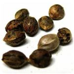 Семена марихуаны АК-47  (Seeds AK-47) в Чадане